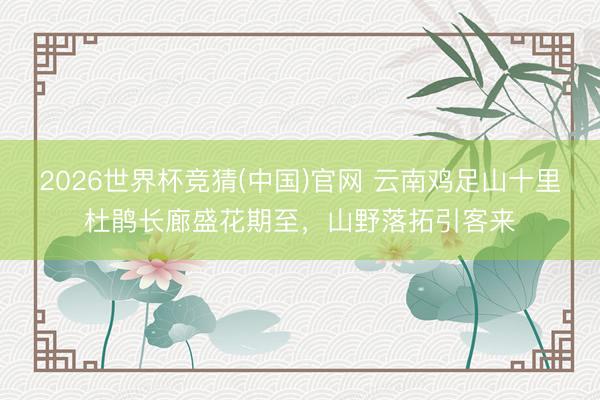 2026世界杯竞猜(中国)官网 云南鸡足山十里杜鹃长廊盛花期至，山野落拓引客来